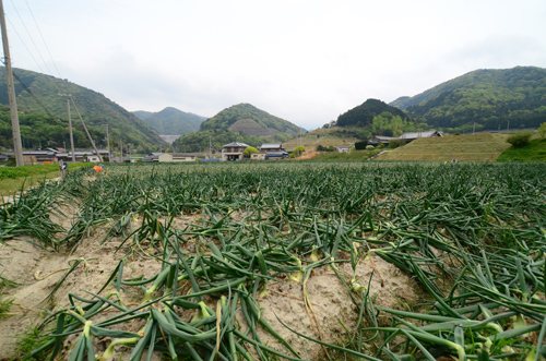 兵庫県南あわじ八木馬回 馬回ふれあいセンター.jpg