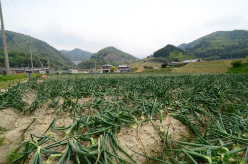 兵庫県南あわじ八木馬回 馬回ふれあいセンター_R.JPG